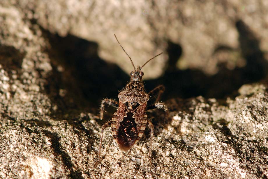 Reduvidae: Coranus cfr. griseus di m.te Summano (VI)